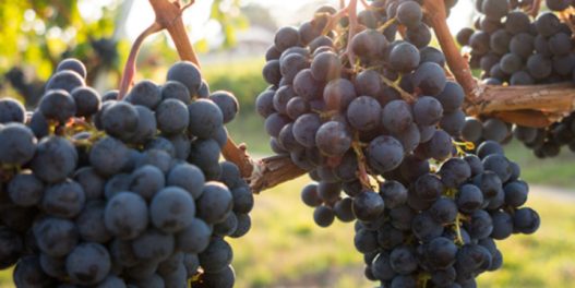Klimatske promene i vinogradarstvo u Srbiji