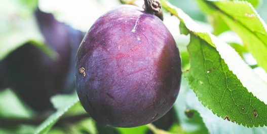 Kako klimatske promene utiču na poljoprivredu u Srbiji?