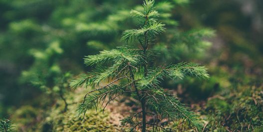 Biodiverzitet u Srbiji i klimatske promene