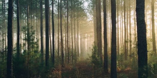 Kako će klimatske promene uticati na šumske ekosisteme?