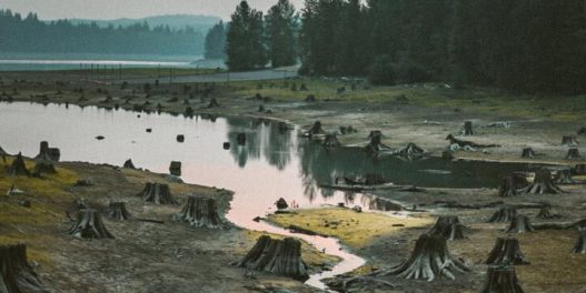 Kako deforestacija doprinosi klimatskim promenama?