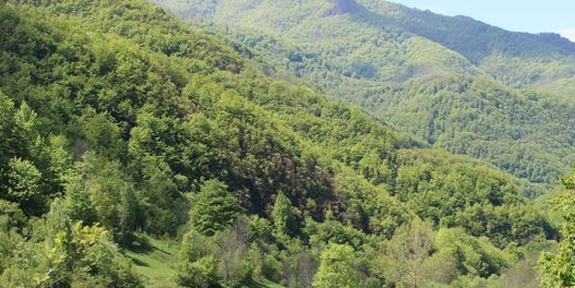 Da li će klimatske promene spaliti šume u Srbiji?