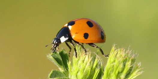 Mali gradski vrtovi čuvaju biodiverzitet