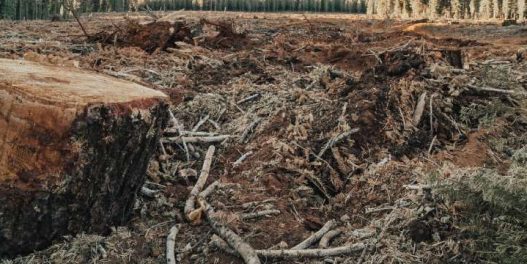 Evropska komisija predložila zakon o zabrani uvoza robe koja je povezana sa krčenjem šuma