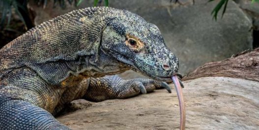Komodo zmajevi, još jedna vrsta na ivici opstanka