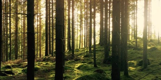 Kako klimatske promene utiču na povećanje brojnosti štetočina i dolazak novih vrsta koje ugrožavaju naše šume