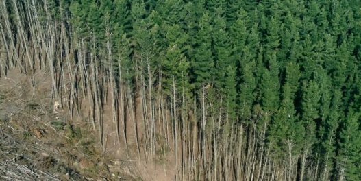 Ako bi svet jeo 20% manje govedine, stopa deforestacije do 2050. bi bila prepolovljena