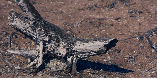 Zombi požari: opasnost koja vreba ispod polarnih šuma