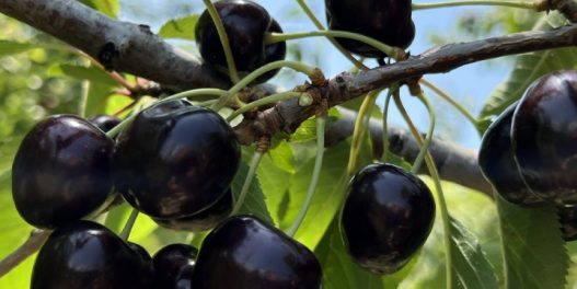 Kako domaće trešnje mogu pomoći u borbi protiv posledica klimatskih promena?