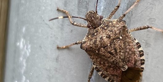 Odakle toliko smrdibuba - i kakve to ima veze sa klimatskim promenama