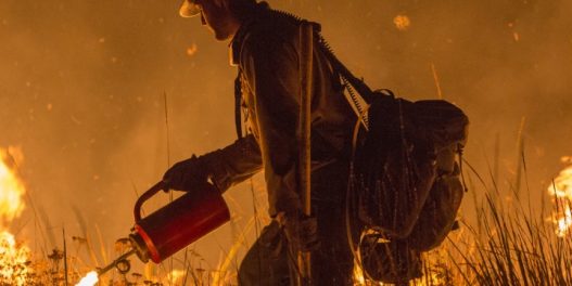 Katastrofalna sezona šumskih požara: Ne možemo ih samo gasiti, već moramo i sprečavati. A već znamo kako
