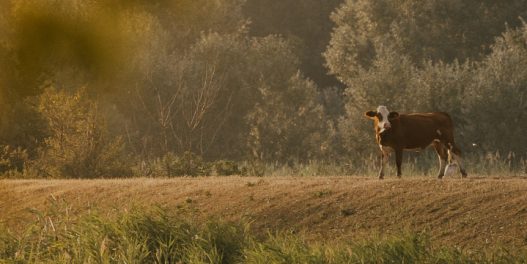 Kako klimatske promene ugrožavaju našu poljoprivredu?