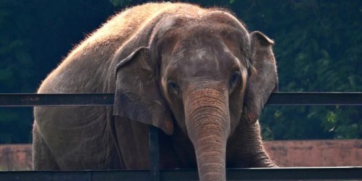 Pobeda u borbi za dobrobit životinja: Indonezija je zabranila turističko jahanje slonova