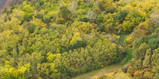 Zahvaljujući donacijama građana, Društvo za zaštitu ptica otkupilo Slavujev lug u Plandištu