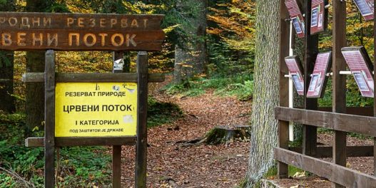 Nacionalni park Tara dobio je prestižno priznanje za napore u očuvanju jedinstvenog staništa Pančićeve omorike